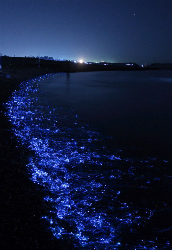 bioluminescent hotaru-ika in Namerikawa, Toyama Bay