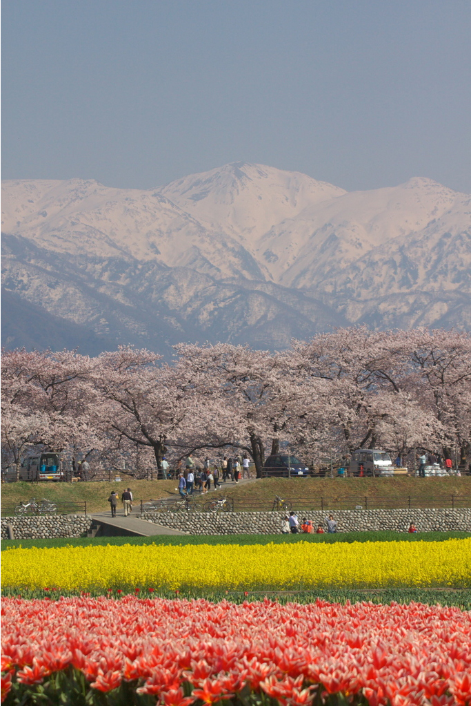 sakura spring cherry blossoms and tulips by the Funakawa river in Asahi town, Toyama mountains