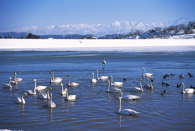 Swans migrate in late autumn and spring from Siberia, about 3780km (2350miles) away to Tajiri Pond (Swan Lake) to overwinter in Toyama City